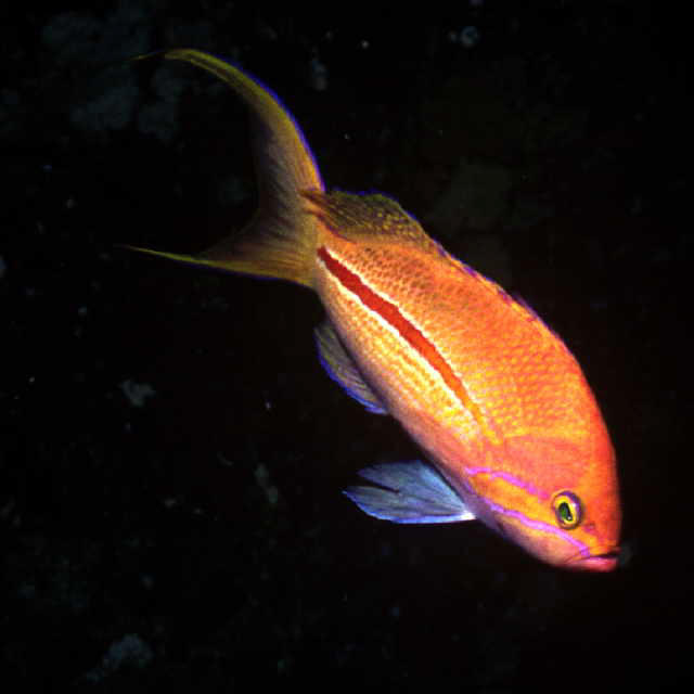 Pseudanthias fasciatus (Castagnola a strisce rosse)